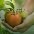 The Role of Tomato Farming in Strengthening Nigeria’s Food Security